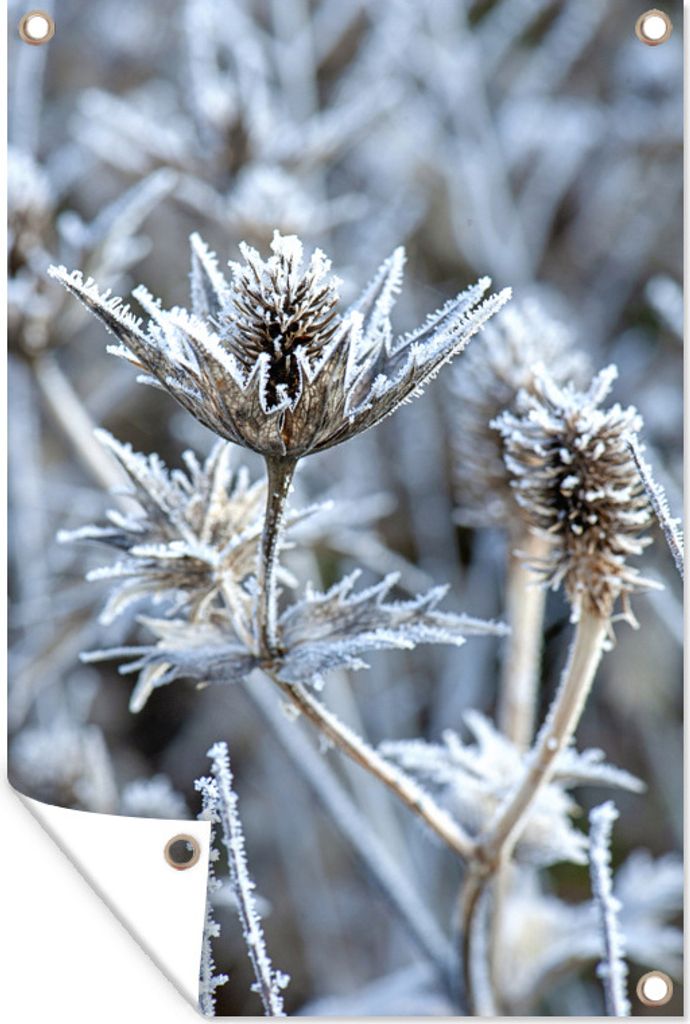 MuchoWow 40x60 cm Outdoor-Poster Gartendeko Sichtschutz Garten Poster für den Garten Distel - Gefroren - Winter