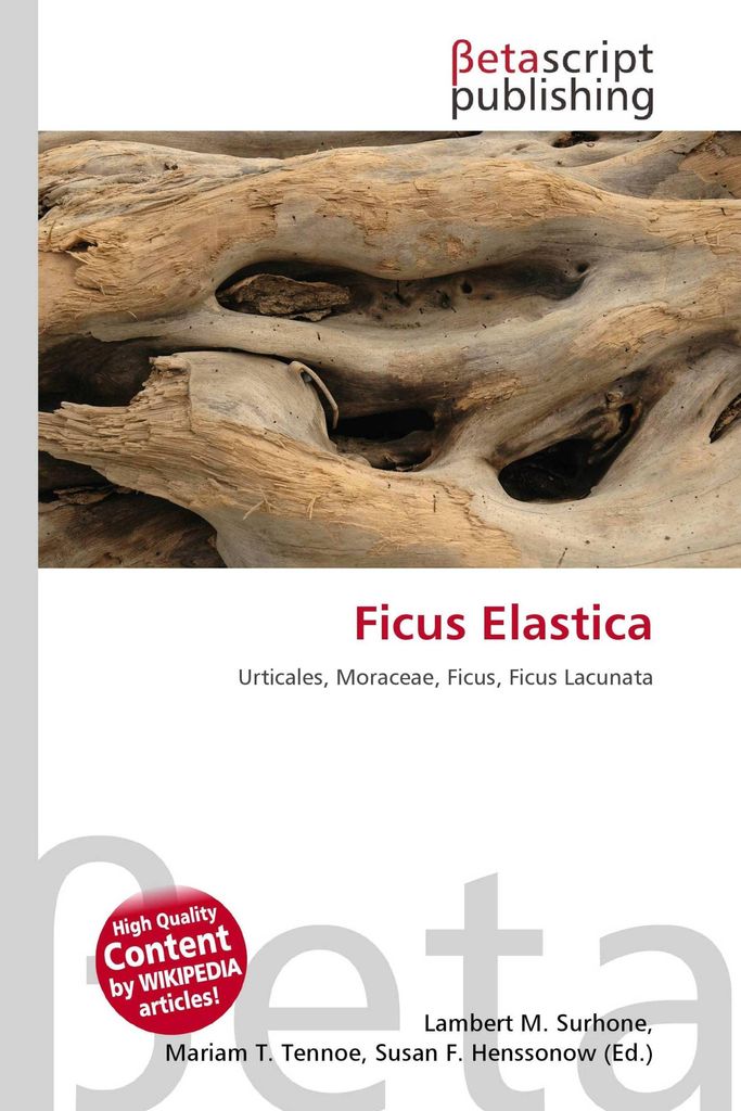Ficus Elastica