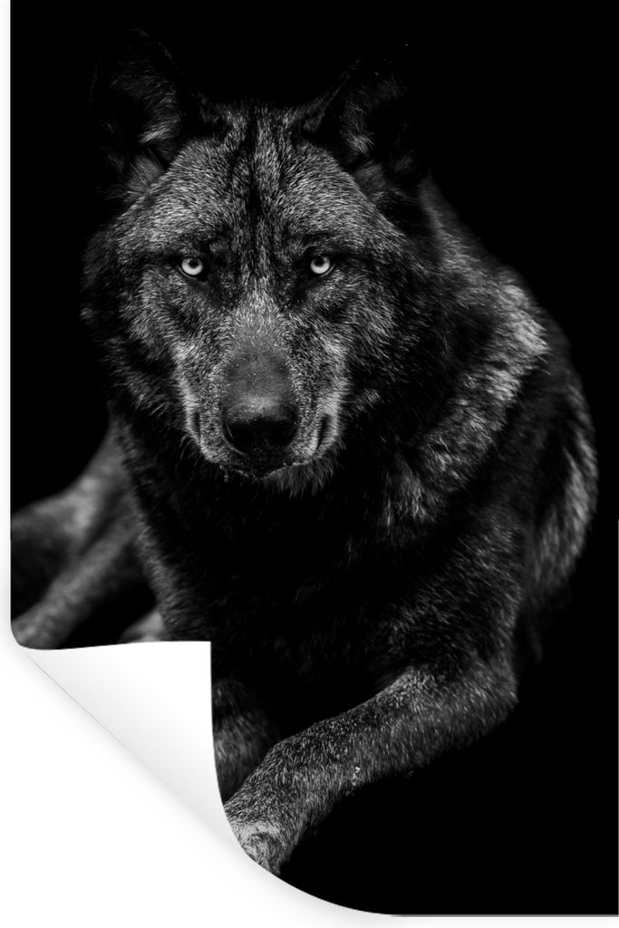 MuchoWow Wandtattoo Wandsticker Wandaufkleber Tiere - Wolf - Schwarz - Weiß - Porträt 40x60 cm Selbstklebend und Repositionierbar - Wierderverw...