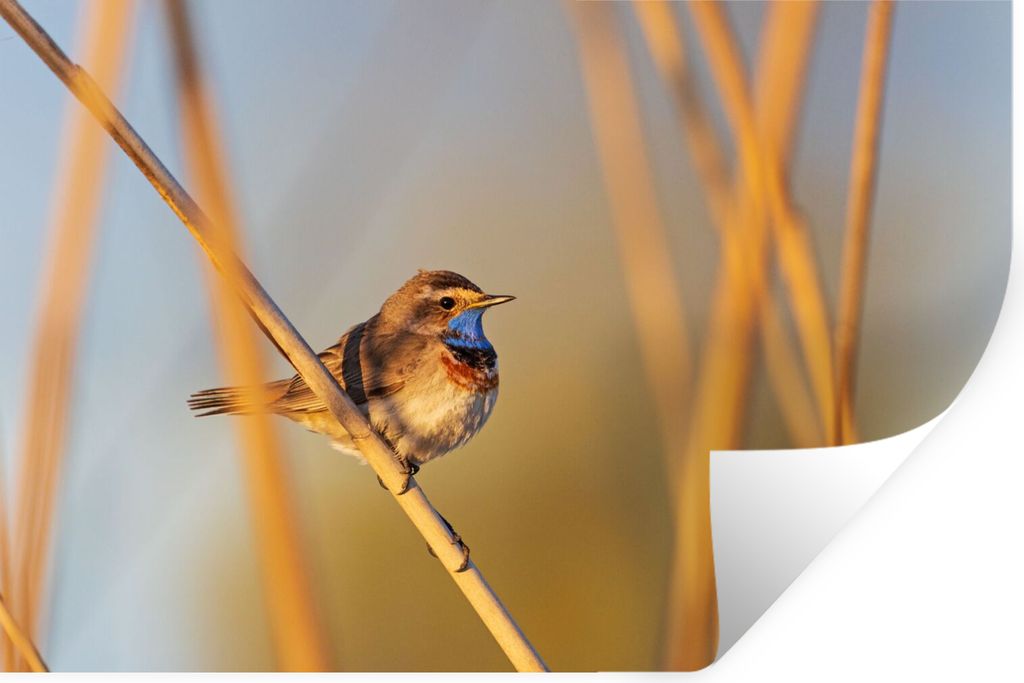 MuchoWow Wandtattoo Wandsticker Wandaufkleber Vögel - Blaukehlchen - Schilf 120x80 cm Selbstklebend und Repositionierbar - Selbstklebend - Fotot...