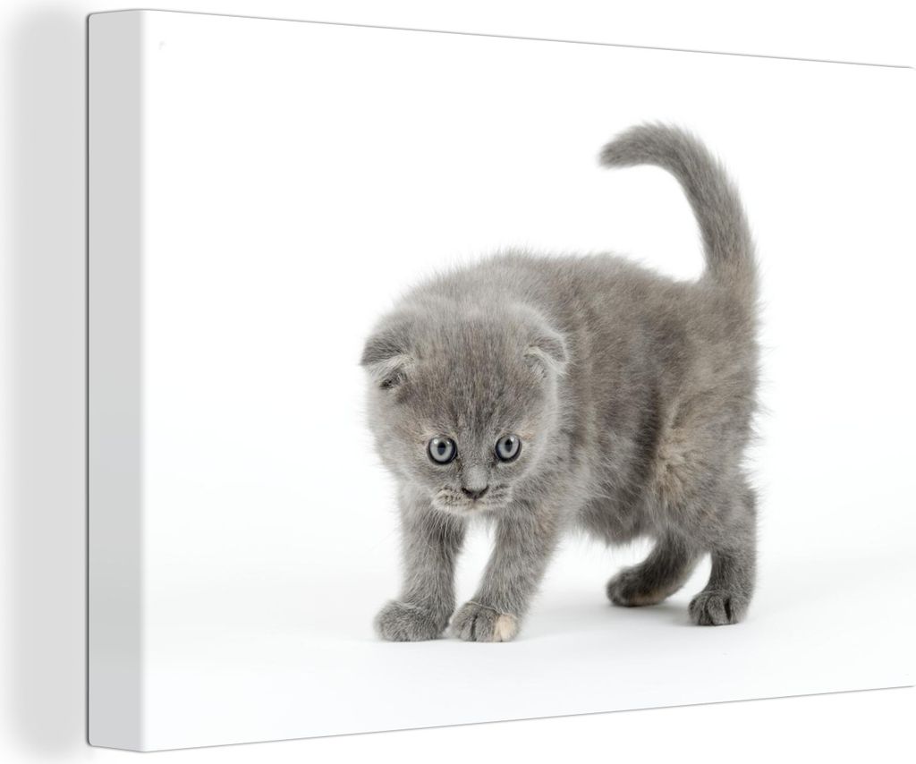OneMillionCanvasses - Leinwandbilder - 140x90 cm, Faltbare Katze mit weißem Hintergrund, Wandbilder Kunstdruck Wanddekoration