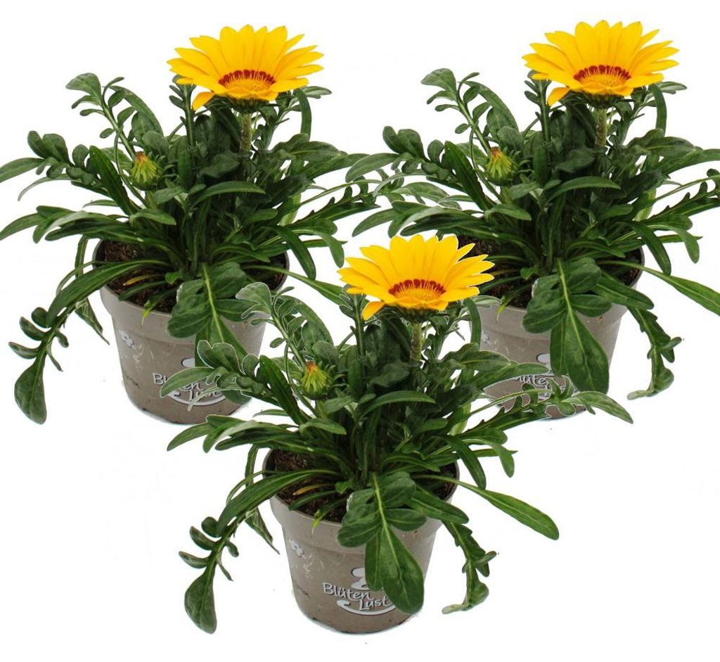 Mittagsgold - Gazania "Big Kisses" - 11cm Topf - Set mit 3 Pflanzen - gelb