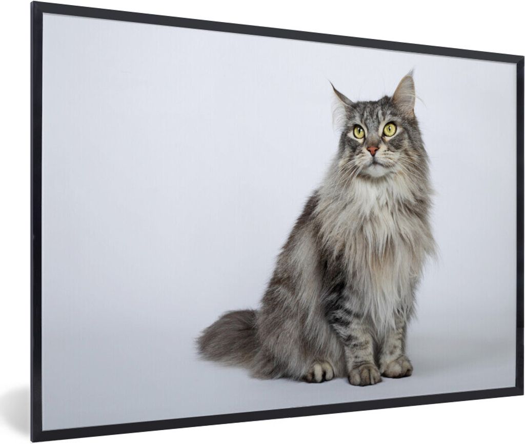 MuchoWow Gerahmtes Poster Porträt einer grauen Maine Coon Katze 90x60 cm - Poster mit Schwarzem Bilderrahmen Wandposter Rahmen Foto Bilder - Fot...