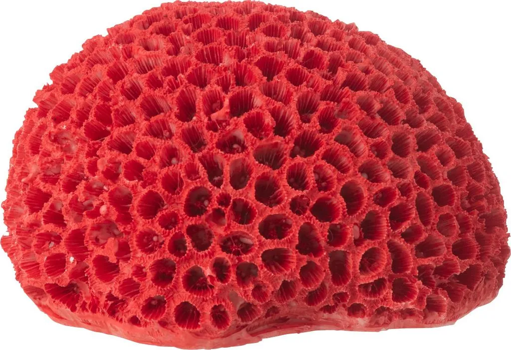 Corail J-Line Rouge Déco Marine pour Étagère et Décoration de Table