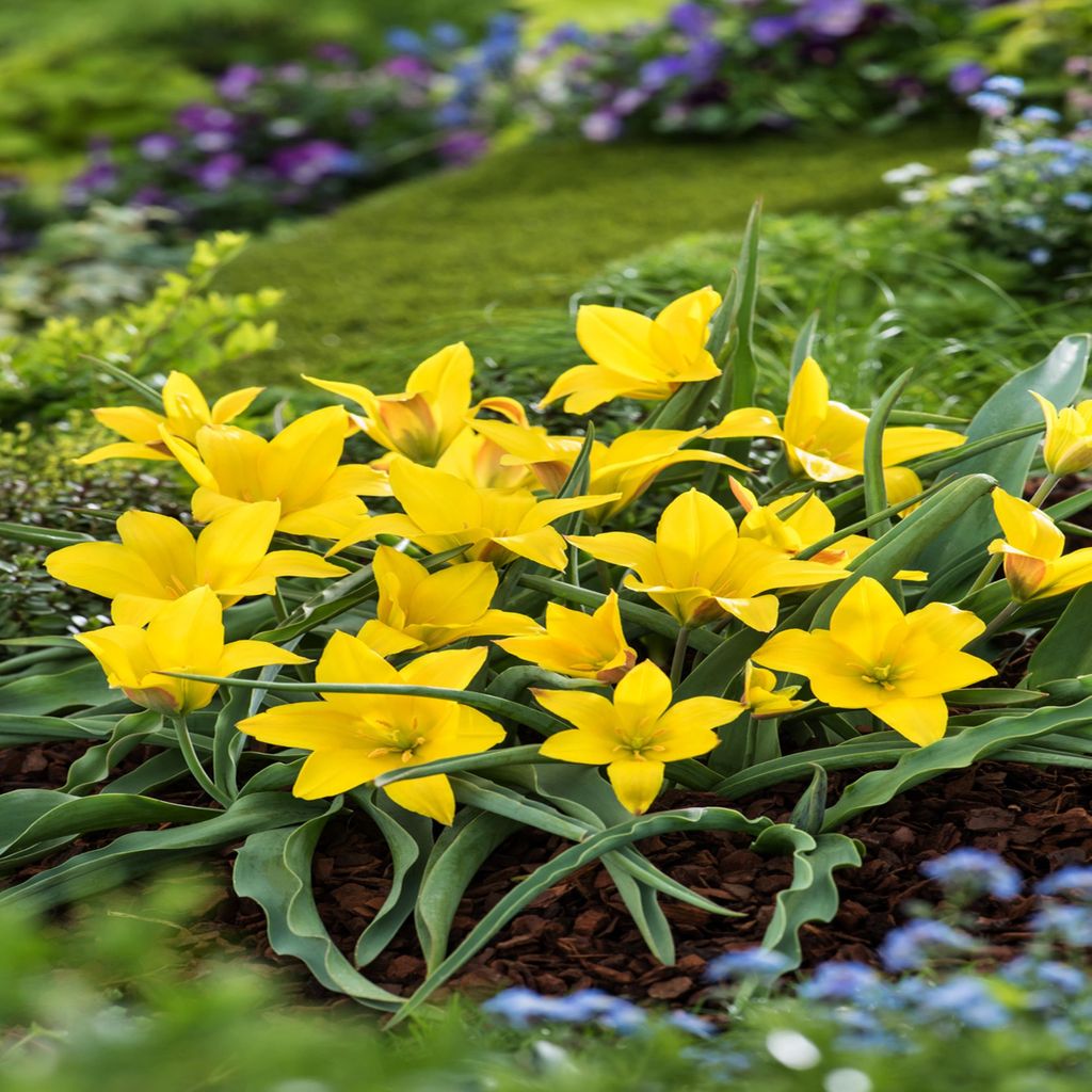 Tulpen Blumenzwiebeln Zwiebeln Blumen Botanische Tulpe Produktbild 