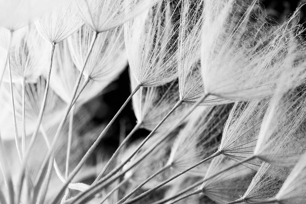 Muralo Fototapete Blumen 416 (B) x 254 (H) cm Vlies Tapete Wandtapeten Wohnzimmer Schlafzimmer moderne Wandbilder XXL Pflanzen Natur Wand Dekoration