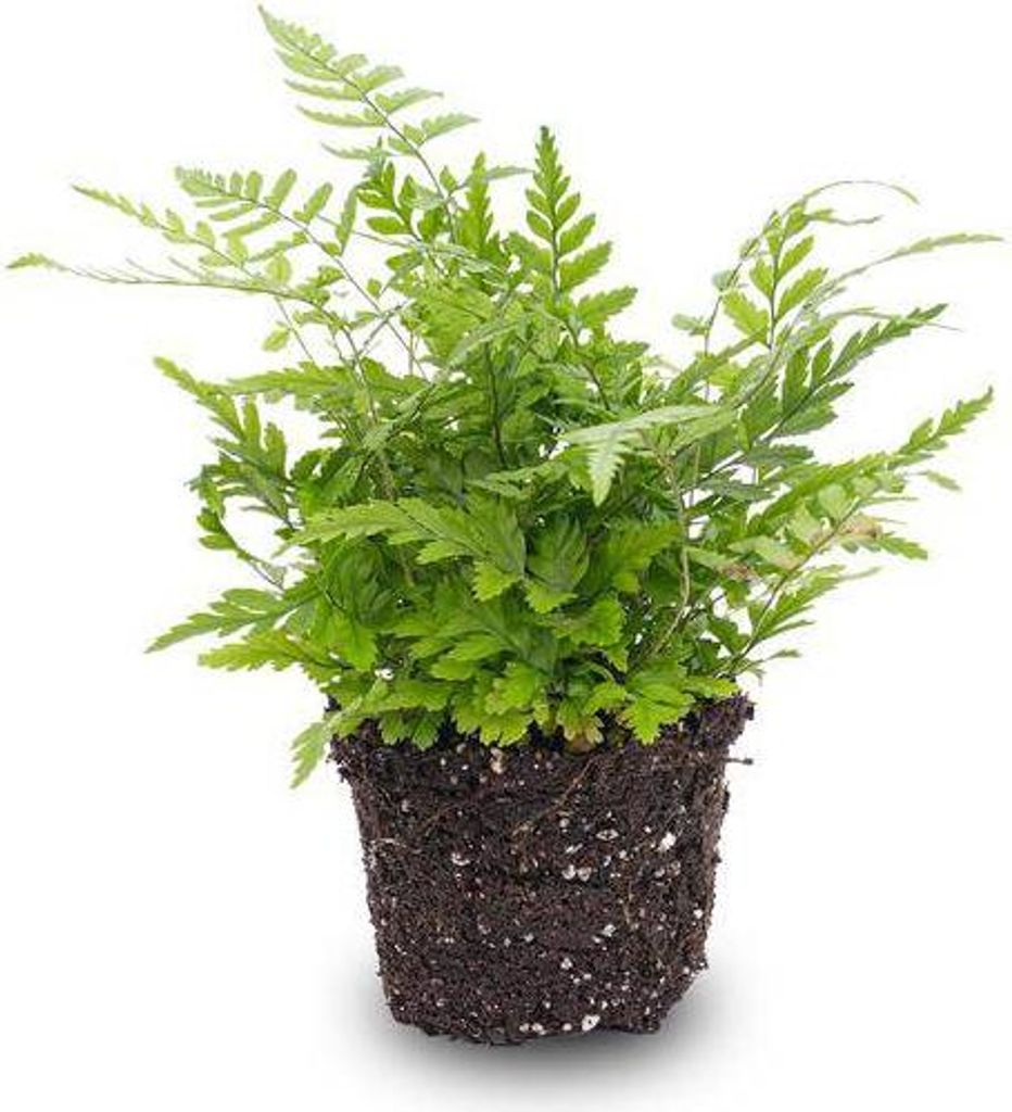 Farn Athyrium spicatum Terrarienpflanze Kompakte Zimmerpflanze mit filigranen
