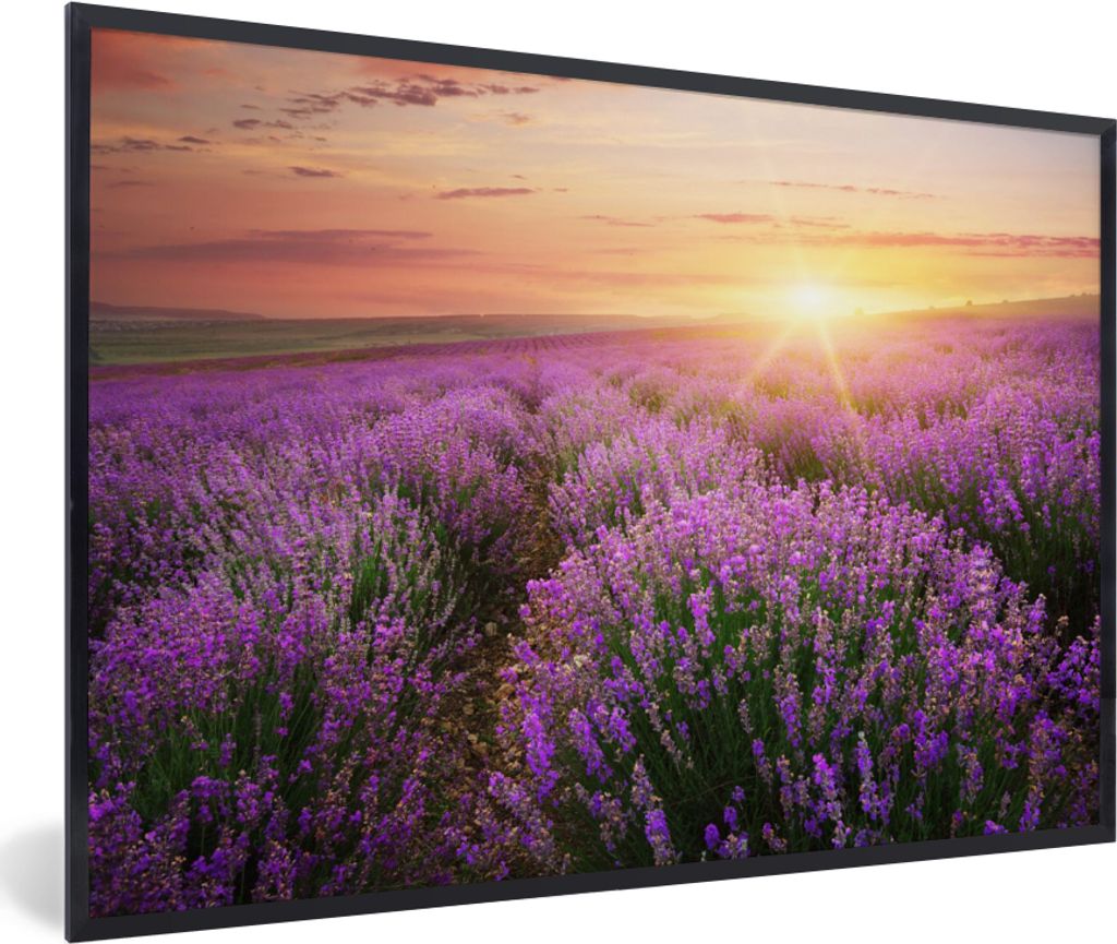 MuchoWow Gerahmtes Poster Lavendel - Sonne - Blumen 60x40 cm - Poster mit Schwarzem Bilderrahmen Wandposter Rahmen Foto Bilder - Printing - Wandd...