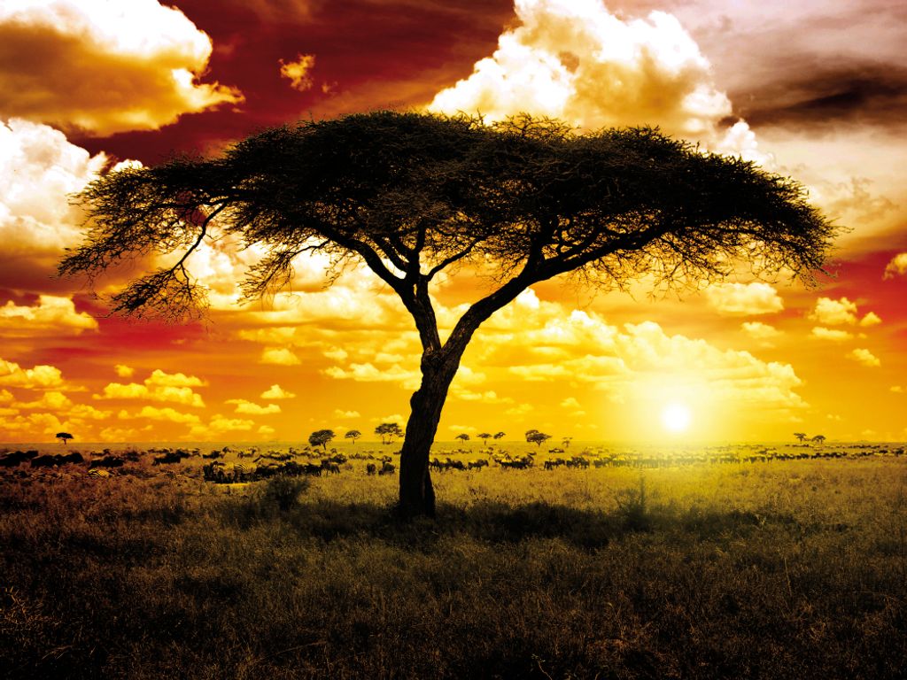 Afrika Kunstdruck Bild - Sonnenuntergang In Der Savanne, Akazienbaum (60 x 80 cm)