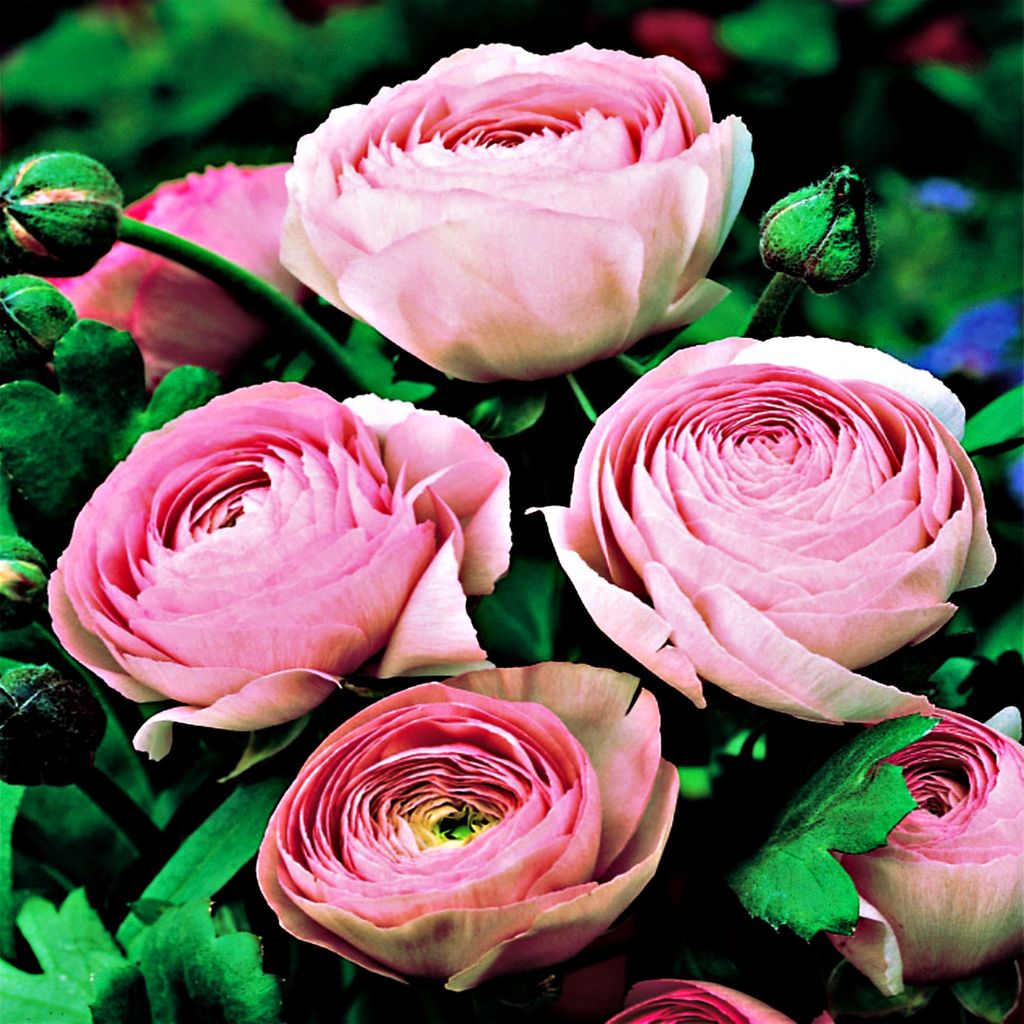 Ranunculus Buttercup Pink 5 ks. Buttercups Květinové Obrázek produktu 