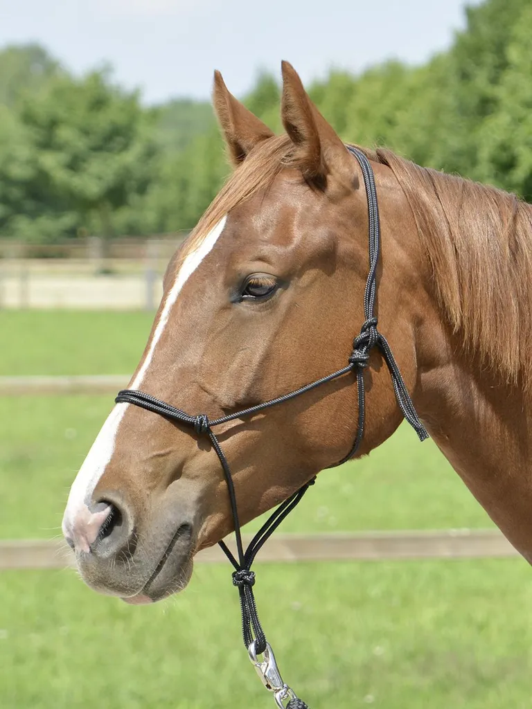 Cavezza Busse SMOOTH II: Colori Fashion e Comfort per il tuo Cavallo