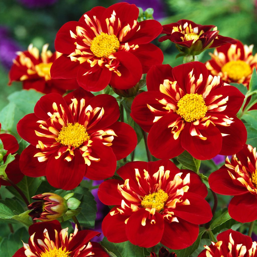 Dahlie Knolle Blüten Sommerblumen Herbstblumen Halskragen-Dahlie Impression Fantastico 1 St.