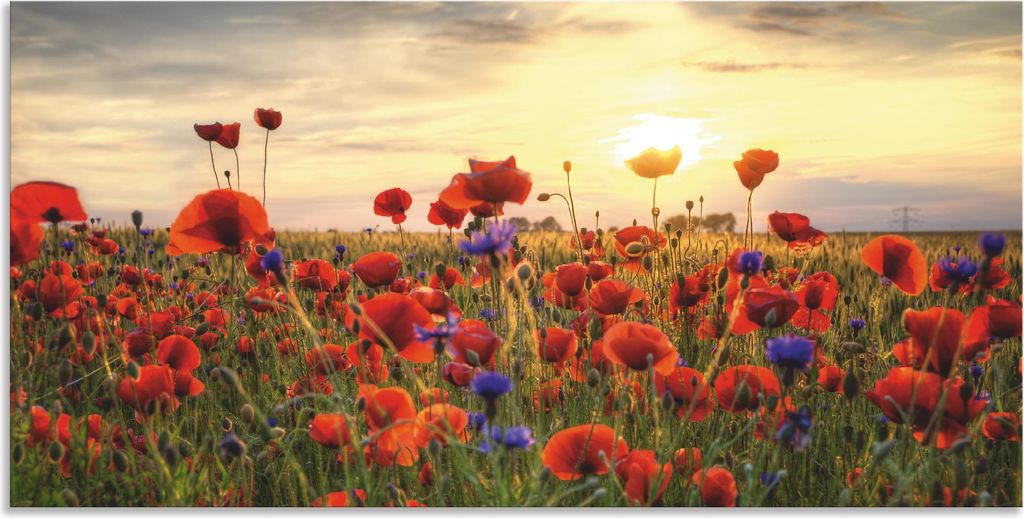 ARTland Wandbild Alu für Innen & Outdoor Mohnblumen Größe: 40x20 cm