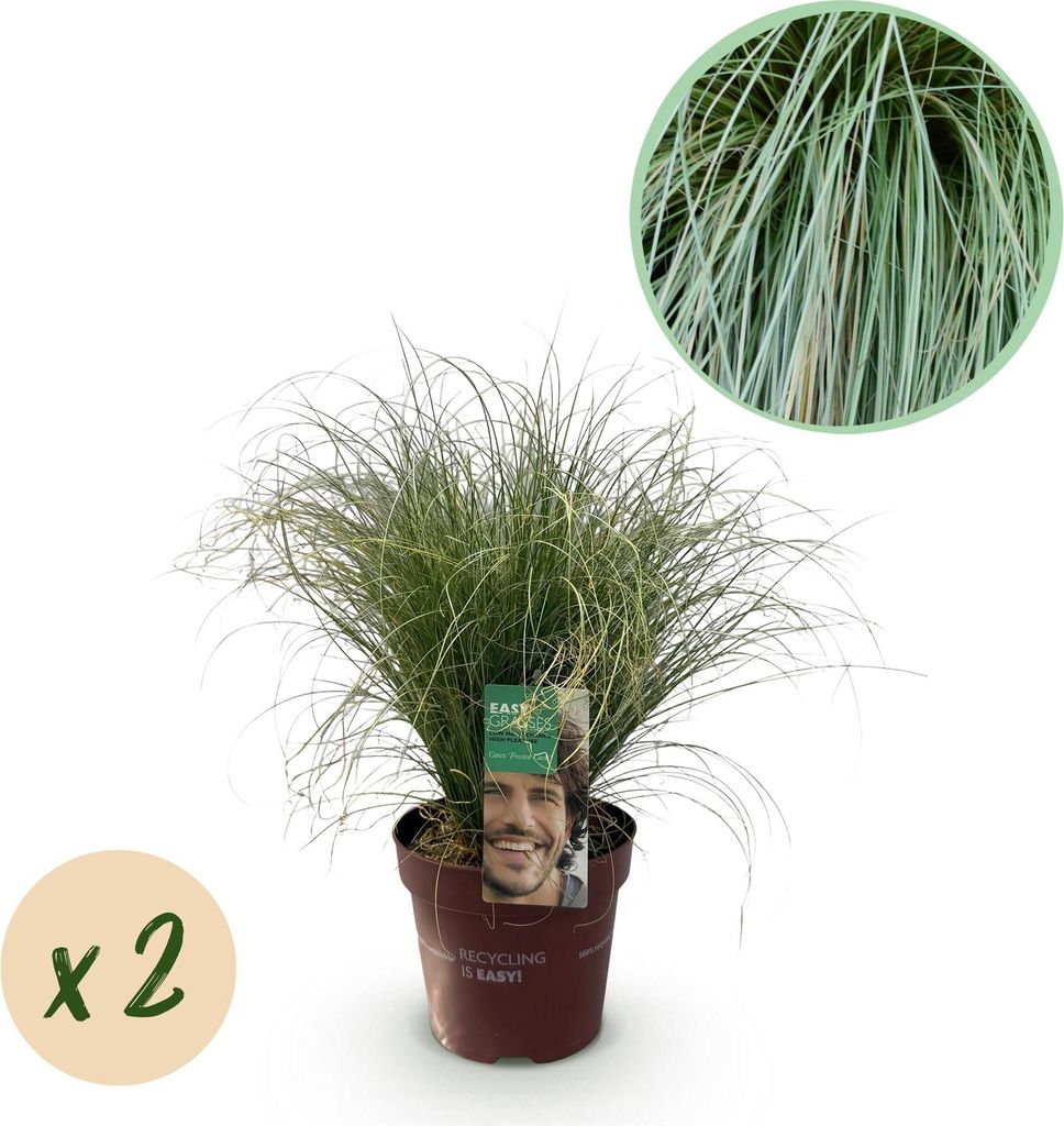 GreenboutiQ - Ziergräser - Carex comans Frosted Curls - Grün - 2 Pflanzen - Immergrün - Wenig Pflege - Topf 17cm Höhe 50cm