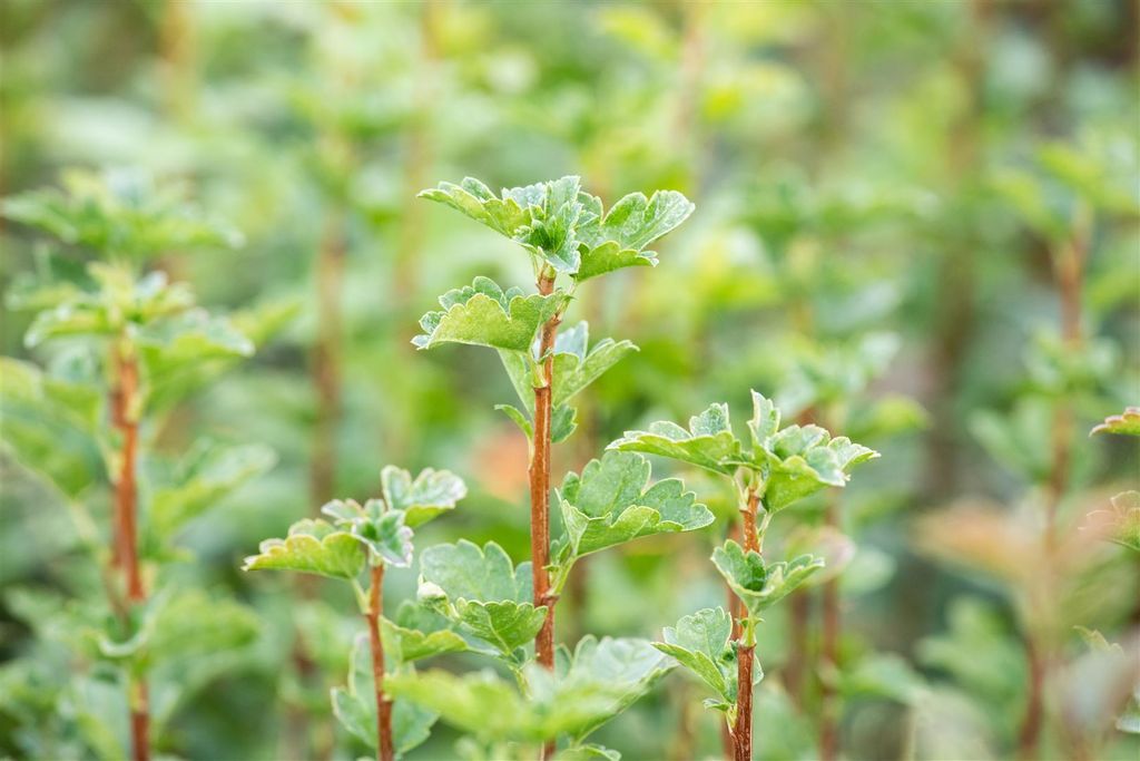Ribes alpinum 'Schmidt', Alpen-Johannisbeere, grün, 60–100 cm