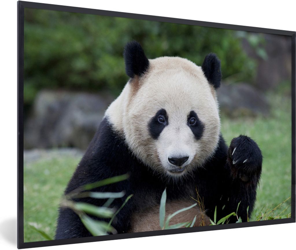 MuchoWow Gerahmtes Poster Großer Panda - Gras - Steine 90x60 cm - Poster mit Schwarzem Bilderrahmen Wandposter Rahmen Foto Bilder - Fotorahmen -...