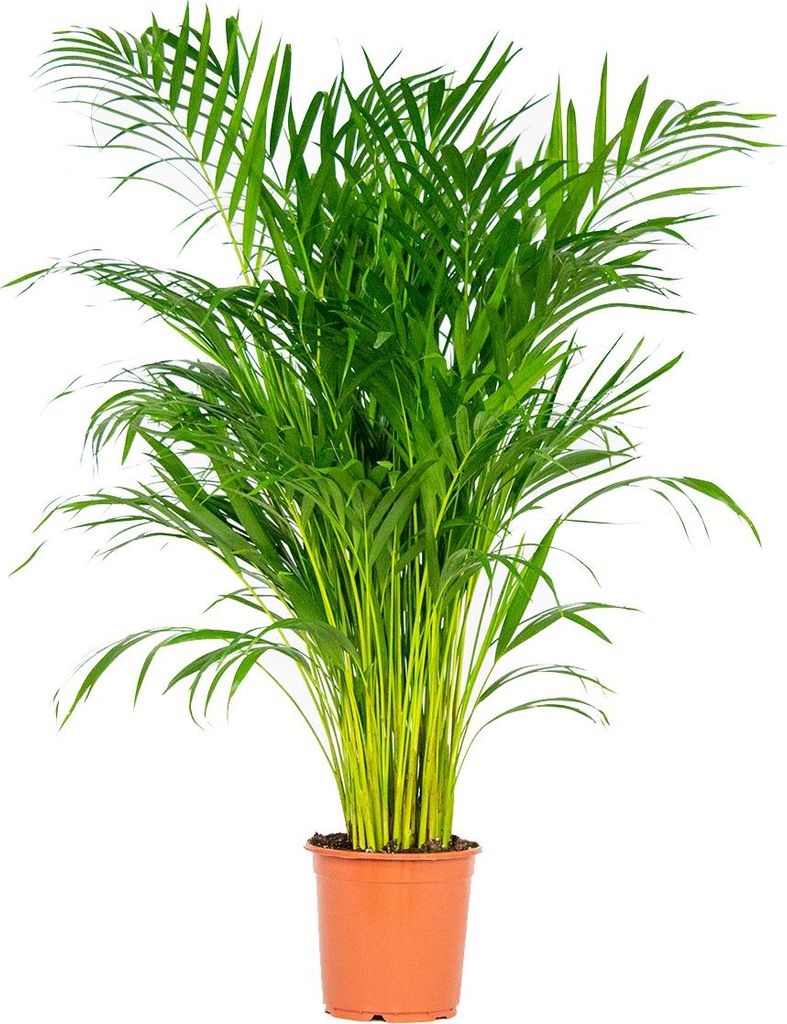 Bloomique - Dypsis Lutescens - Goldfruchtpalme - Areca Palme - Zimmerpflanzen Groß - Pflegeleicht - Haustierfreundlich - Höhe 100-120 cm - Topf 2...