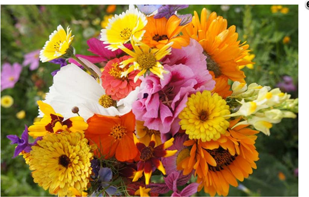 easygreen Power Flower Patch 1,2m²