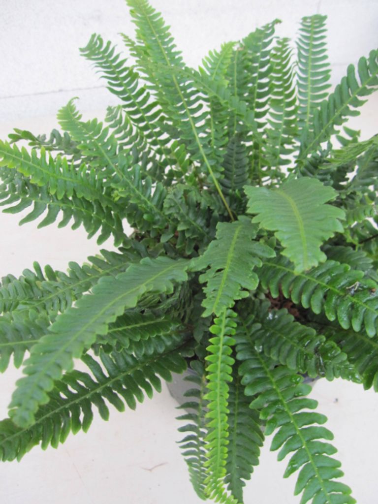 Rippenfarn - Blechnum spicant - Ursprungsart -