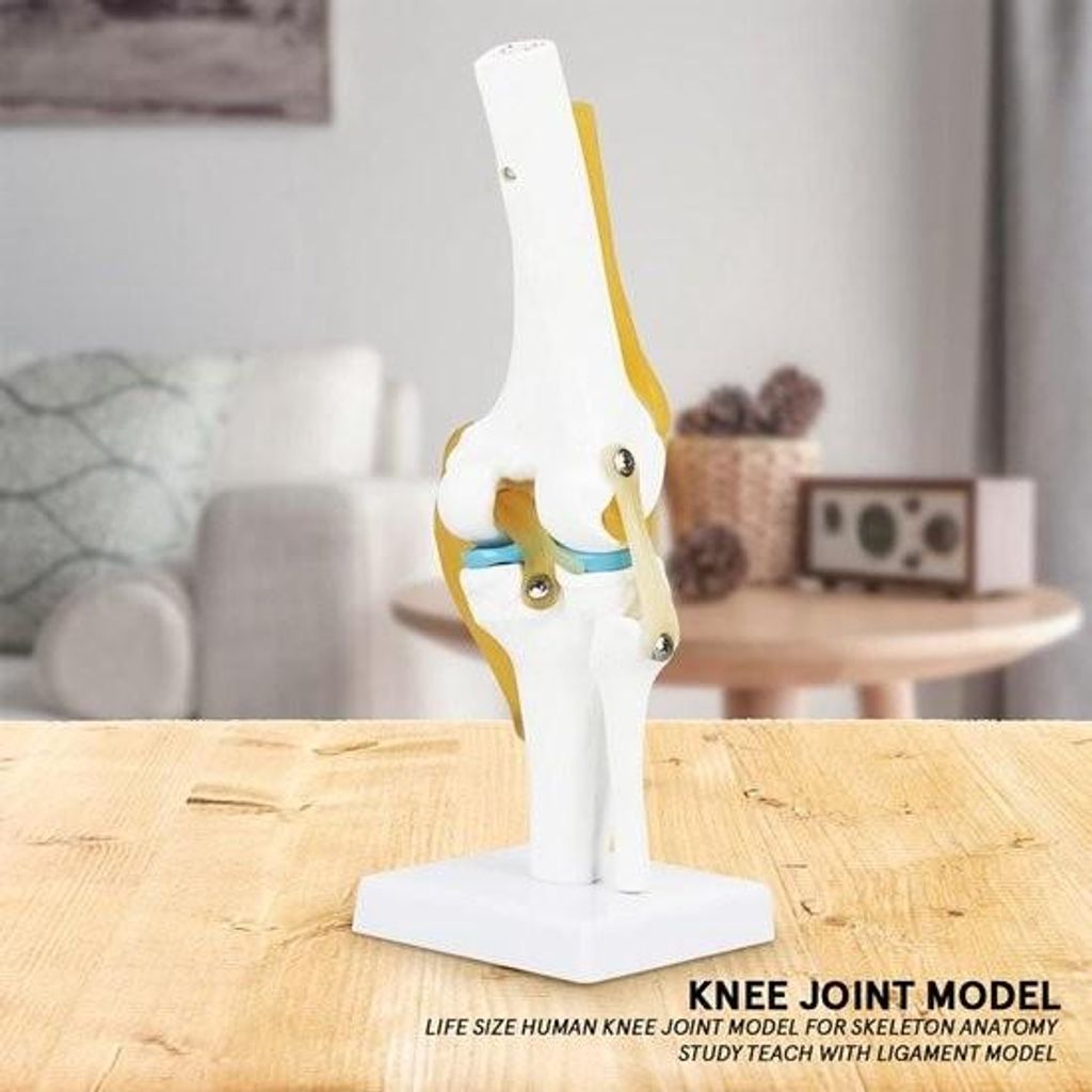 Allecto Plus – Knieanatomiemodell mit Kniegelenk für medizinische Praxis und Ausbildung – Anatomisches Modell für Ärzte und Studierende
