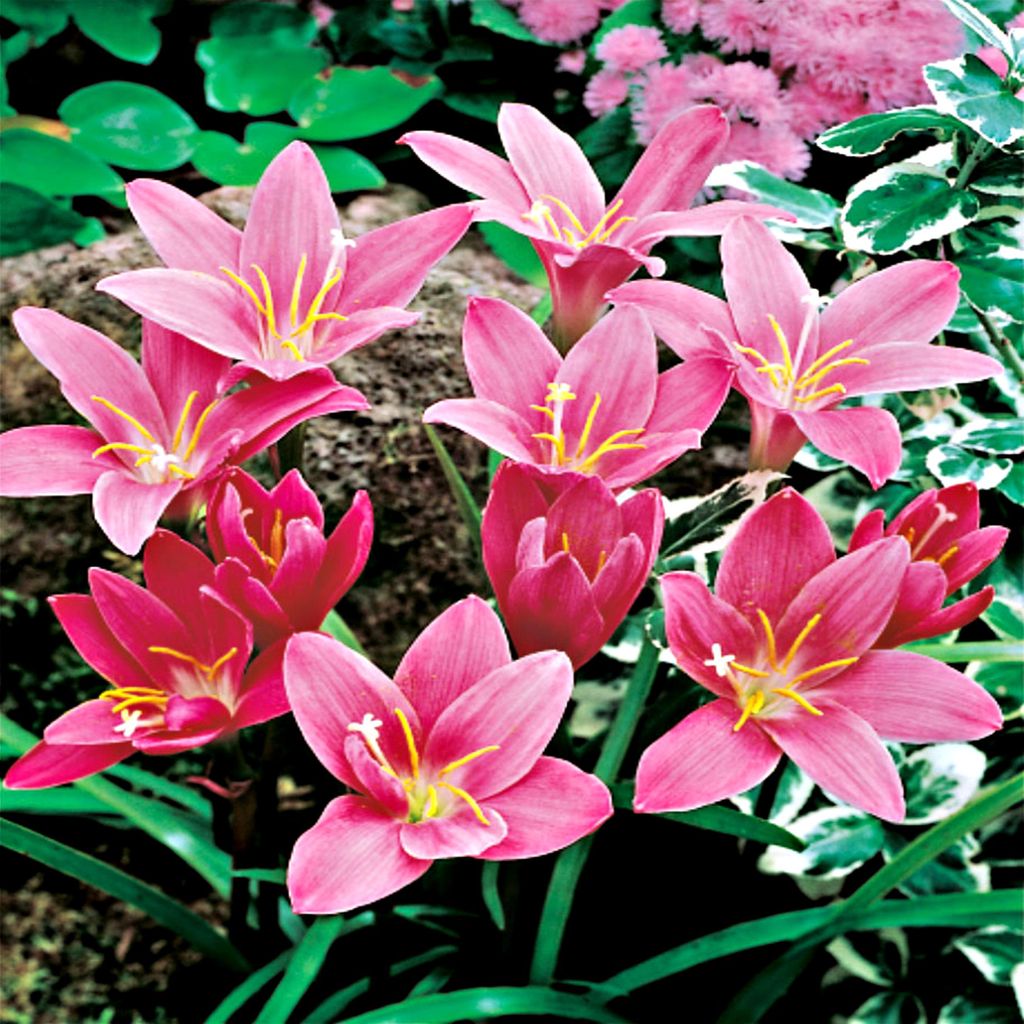 Zephyranthes-Zefirant Rosa Pink 10 pz Bulbi da fiore Immagine del prodotto 