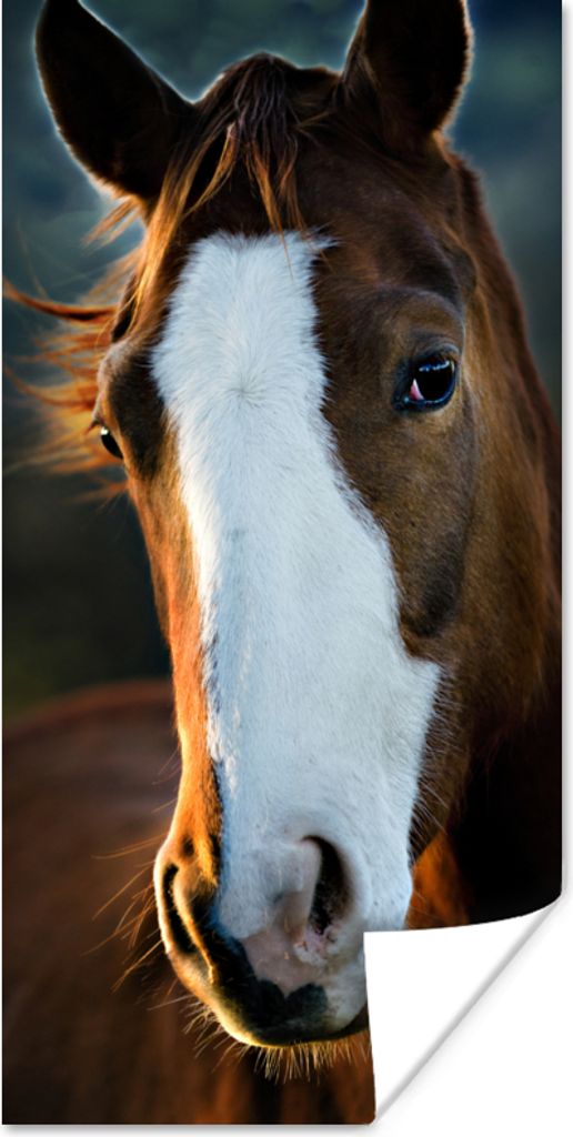 MuchoWow Poster Pferd - Kopf - Licht 40x80 cm - Dekoration