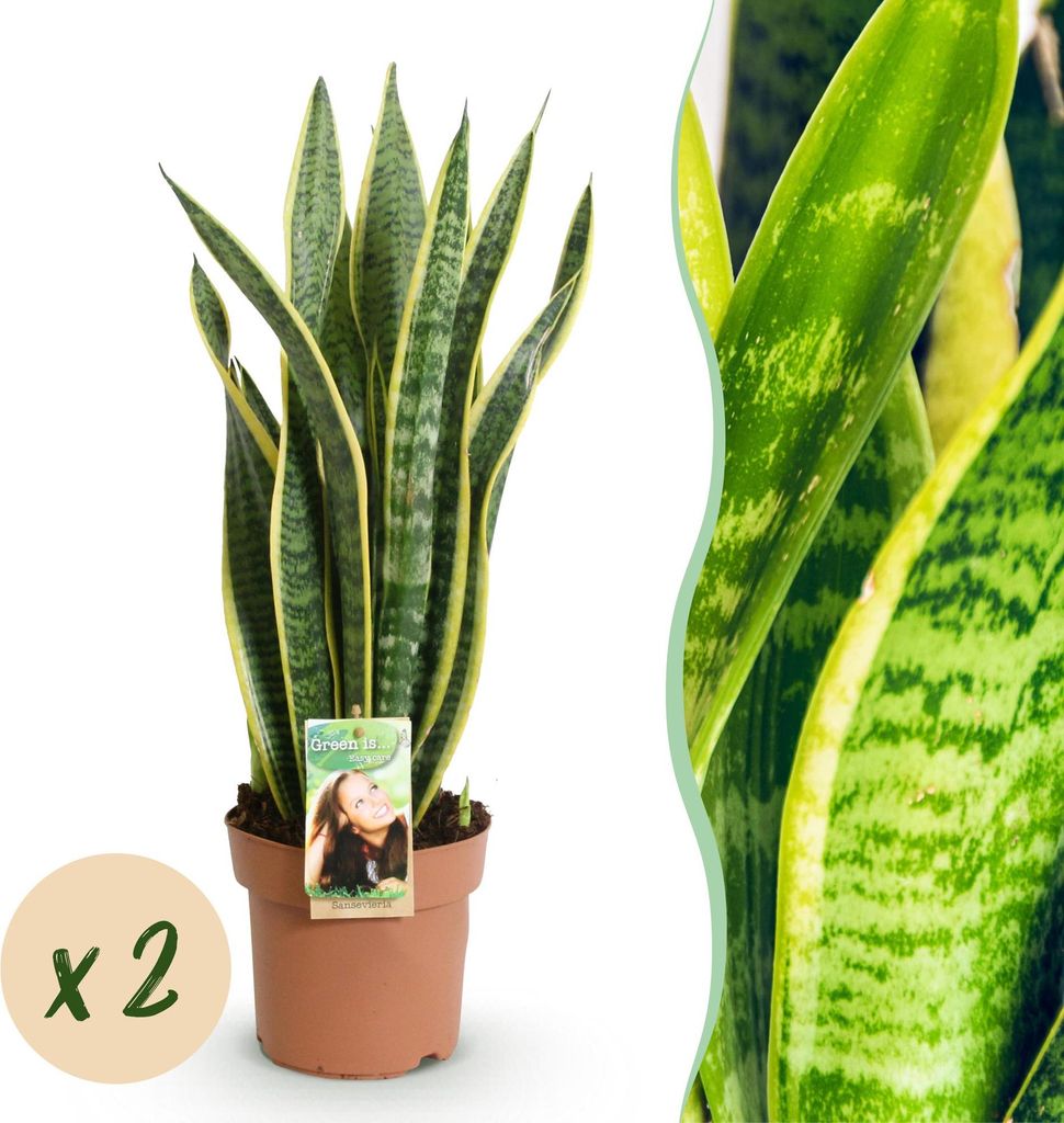 Green boutiQ - Zimmerpflanzen - Sansevieria Laurentii - Schwiegermutterzunge - Wenig Pflege - Grün - Gelb - 2 Pflanzen - Topf 17cm - Höhe 60-70cm