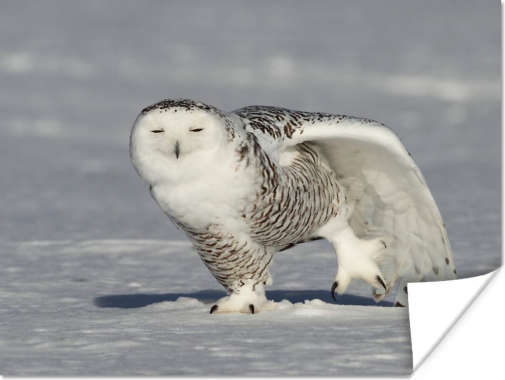 MuchoWow Poster Schneeeule streckt sich im Schnee 160x120 cm - Foto Plakat