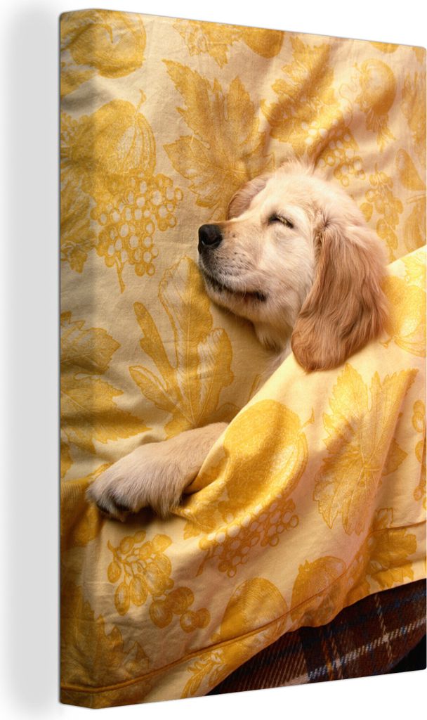 OneMillionCanvasses - Leinwandbilder - 90x140 cm, Golden Retriever Welpe liegt auf dem Bett, Wandbilder Kunstdruck Wanddekoration - Wandschmucke ...