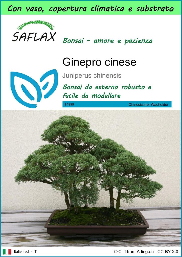 SAFLAX Garden to go - Ginepro cinese - 30 semi - Juniperus Immagine del prodotto 