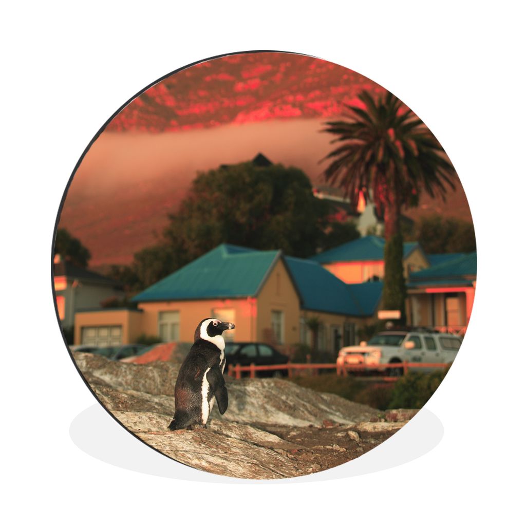 MuchoWow Aluminium Wandkreis Pinguin auf den Felsen von Boulders Beach bei Sonnenuntergang Ø 60 cm Wanddeko Modern Wohnzimmer - Wand Kreis - Wan...