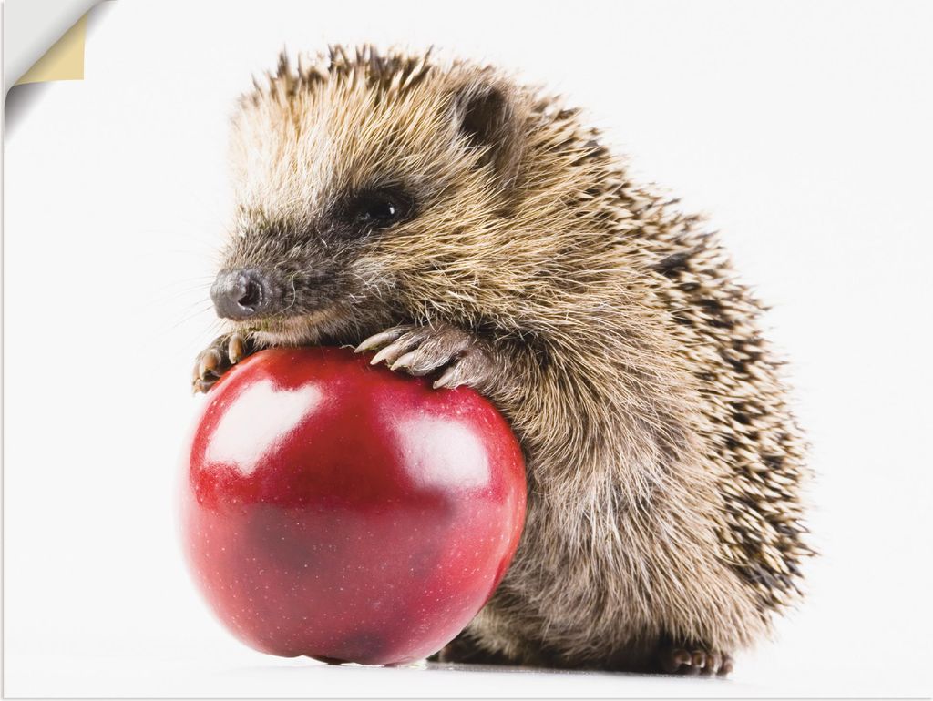 ARTland Wandbild, selbstklebend Glücklicher Igel Größe: Produktbild 