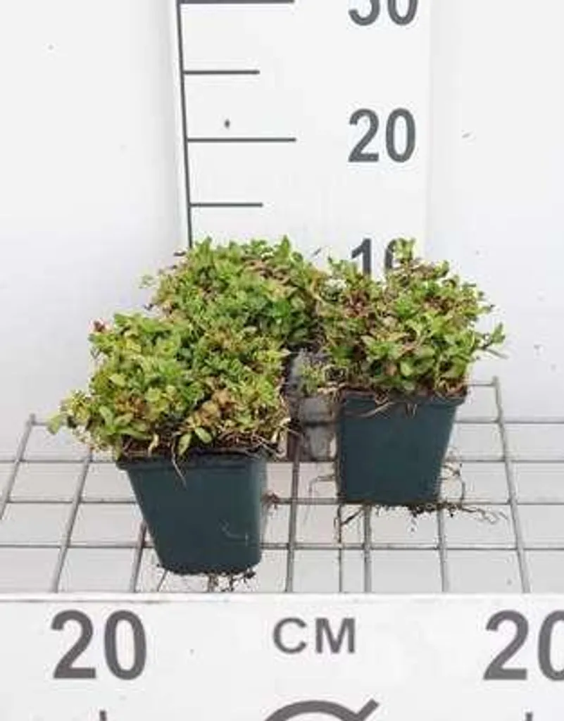 Menthe des cerfs Mentha cervina - 6 plantes parfumées pour bassin
