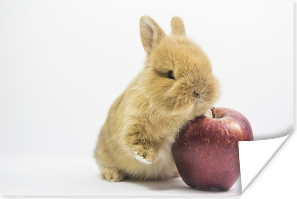 MuchoWow Poster Kaninchen - Baby - Apfel 60x40 cm - Schlafzimmerdekoration
