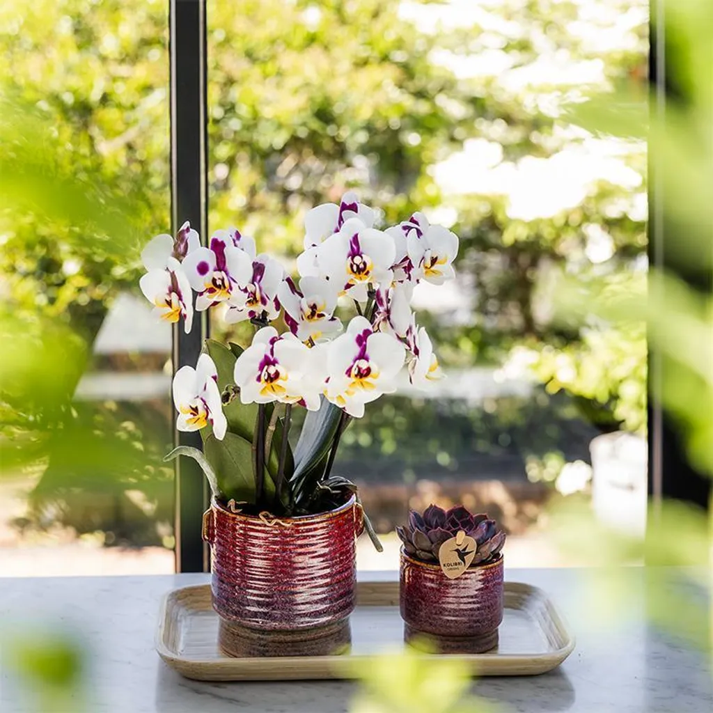 Pot de fleurs rétro Aura Ø9cm : la solution design pour votre déco - 3