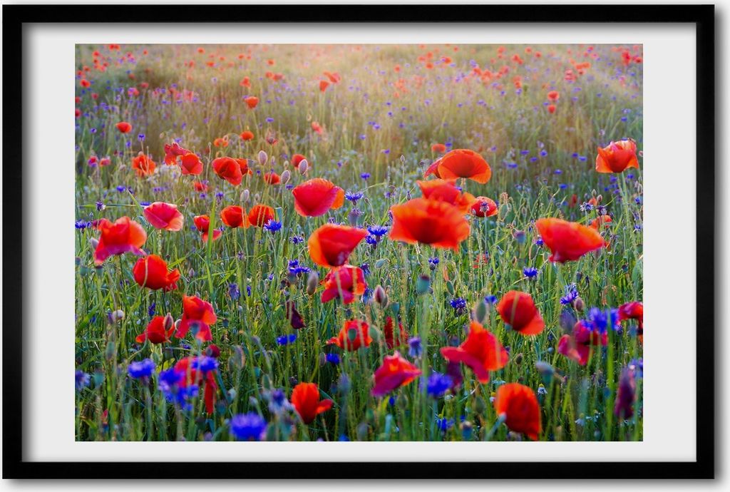 Bild 60x40 MDF-Rahmen, Wandkunst Feldblumen