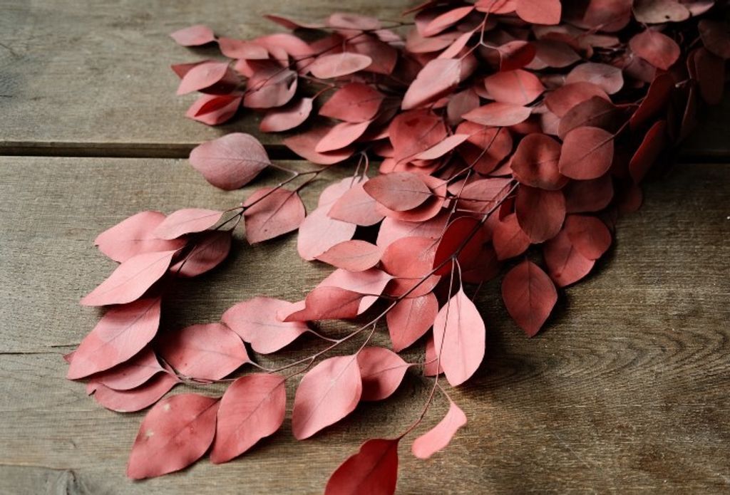 Eucalyptus Populus, konserviert, in Rot, im Bund, Länge ca. 60cm