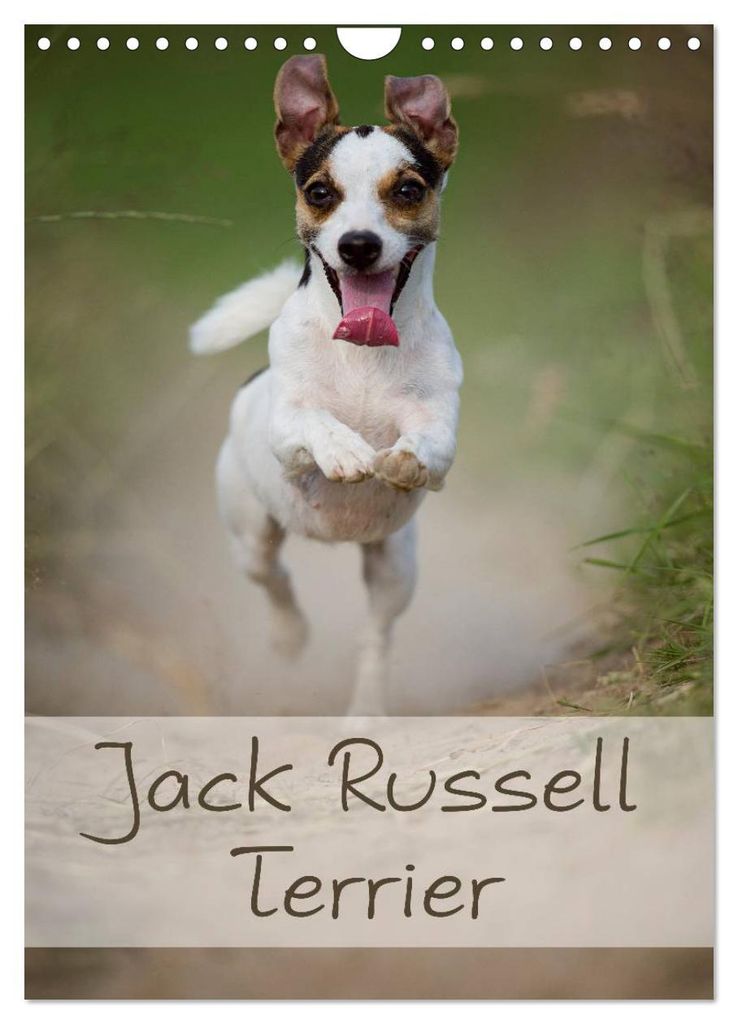 Jack Russell Terrier (Wandkalender 2027 DIN A4 hoch), CALVENDO Monatskalender