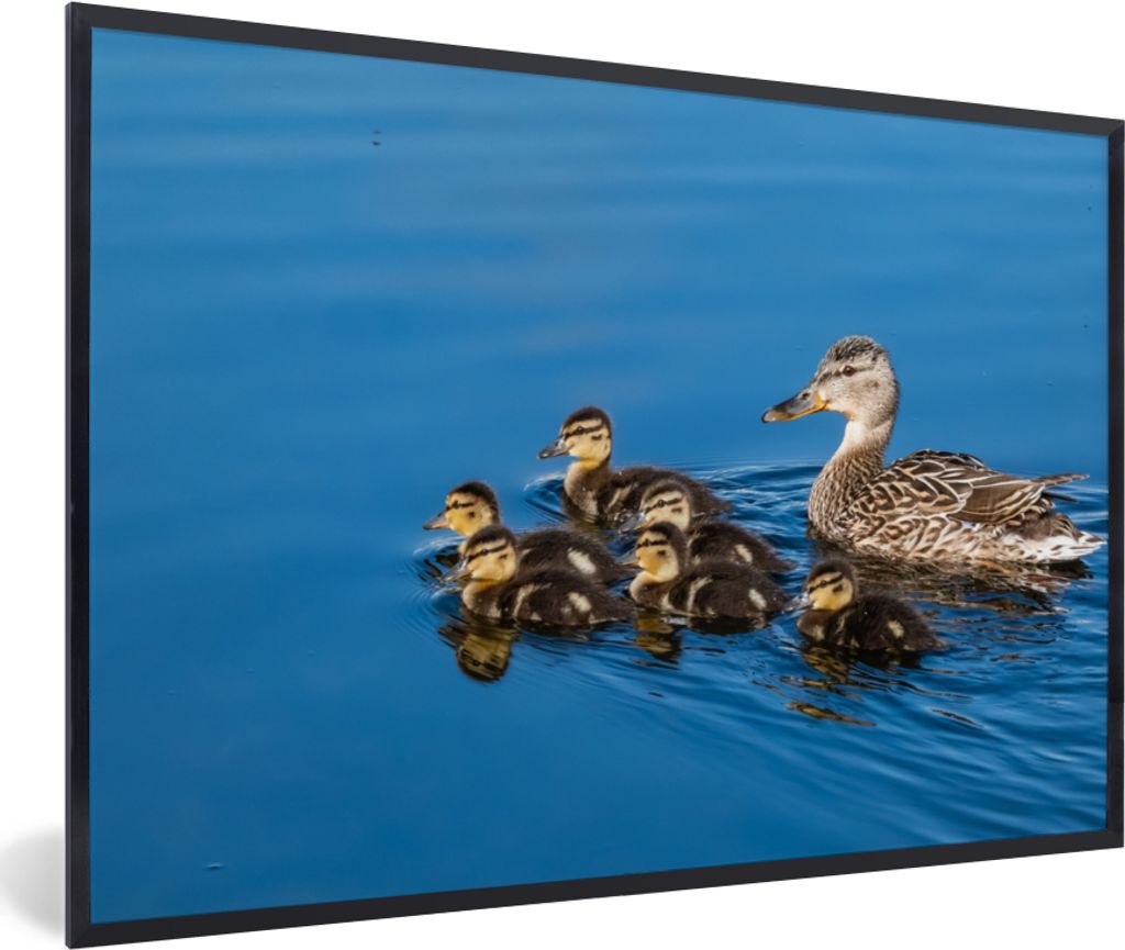 MuchoWow Gerahmtes Poster Ente - Wasser - Vogel - Braun 90x60 cm - Poster mit Schwarzem Bilderrahmen Wandposter Rahmen Foto Bilder - Fotorahmen -...