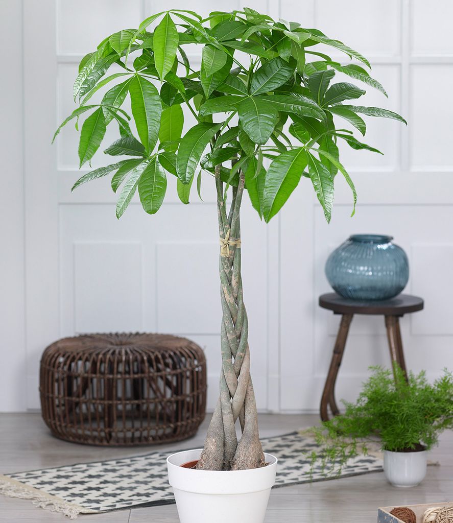 BALDUR Garten 1x Pachira Aquatica ca. 120-130 cm hoch, im Produktbild 