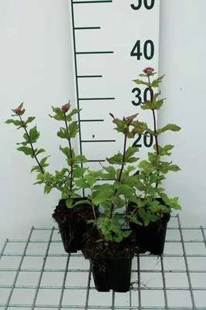 6 Eupatorium cannabinum Plenum - Marguerite d'eau en pot de 9cm