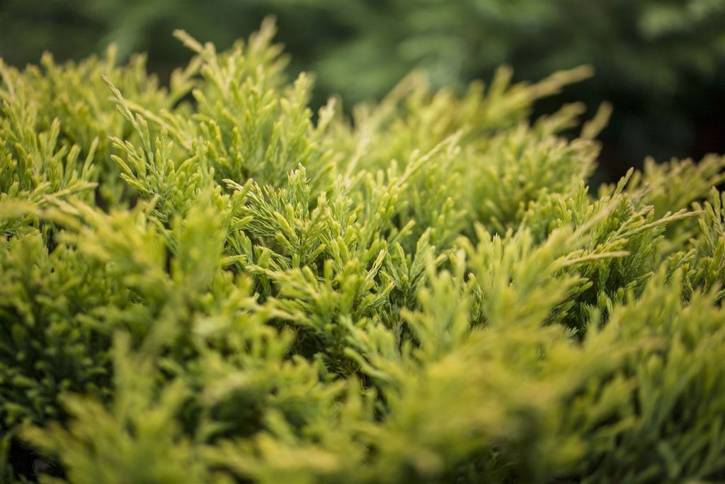 Juniperus horizontalis 'Limeglow', Kriech-Wacholder, Produktbild 