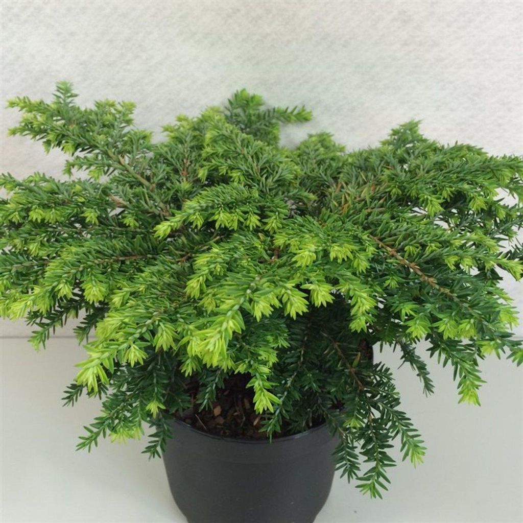 Tsuga canadensis 'Popeleski' - Abete nano | 20-25 cm in Immagine del prodotto 