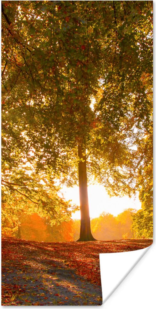 MuchoWow Poster Herbst - Licht - Wald 40x80 cm - Dekoration