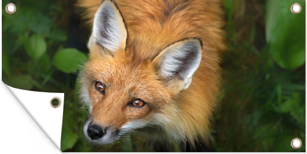 MuchoWow 80x40 cm Outdoor-Poster Gartendeko Sichtschutz Garten Poster für den Garten Fuchs - Grün - Orange