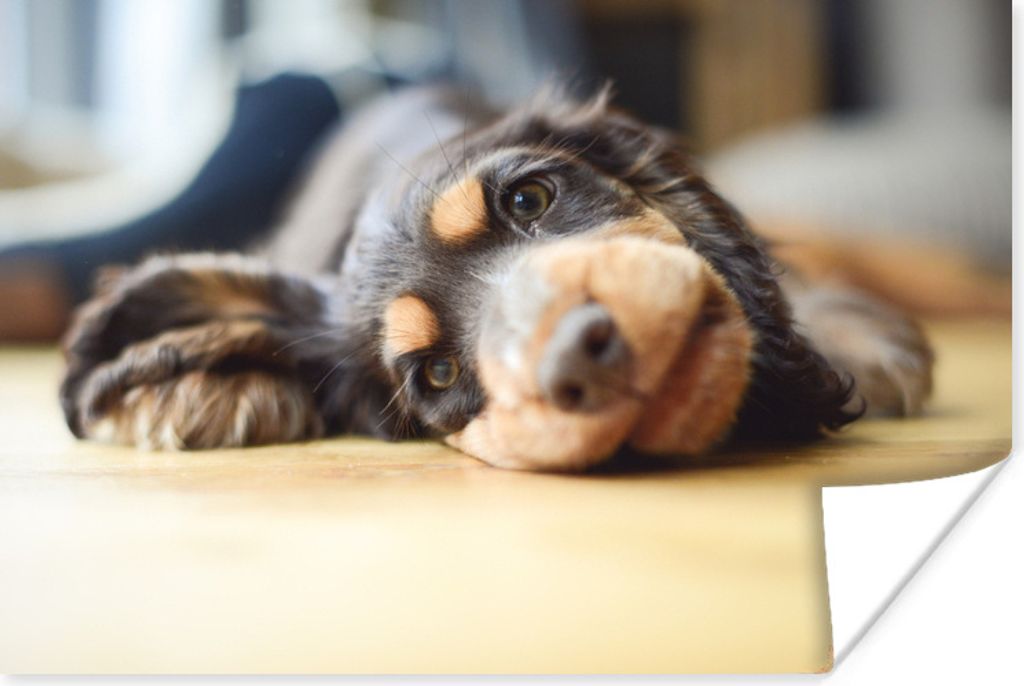 MuchoWow Poster Hund auf dem Boden liegend 90x60 cm - Schlafzimmer