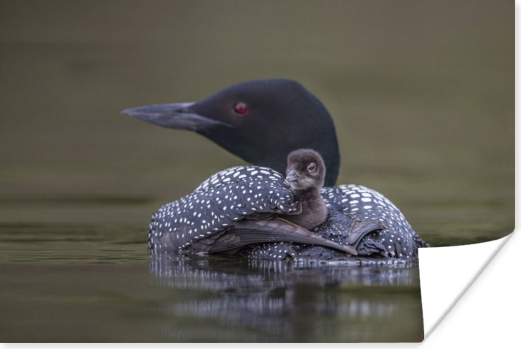 MuchoWow Poster Ente - Küken - Schwarz 60x40 cm - Schlafzimmerdekoration