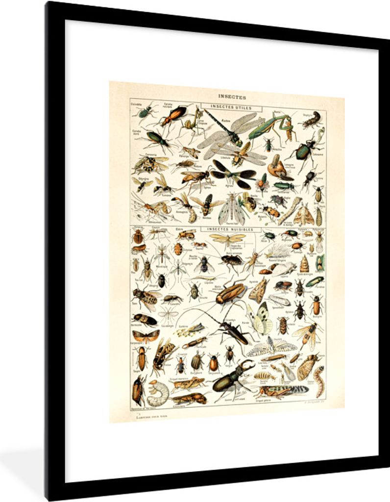 MuchoWow Gerahmtes Poster Insekten - Tiere - Gestaltung 60x80 cm - Poster mit Schwarzem Bilderrahmen Wandposter Rahmen Foto Bilder - Wohnzimmer -...