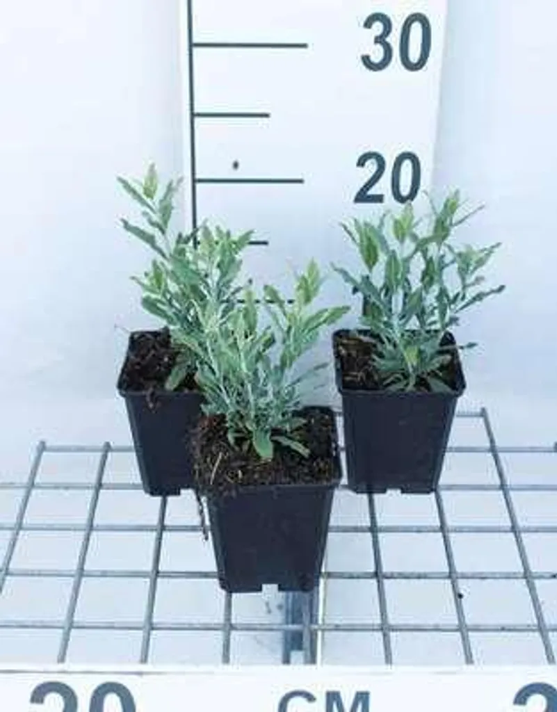 Perovskia Little Spire - Bordure bleue sans arrosage - Lot de 6 pots