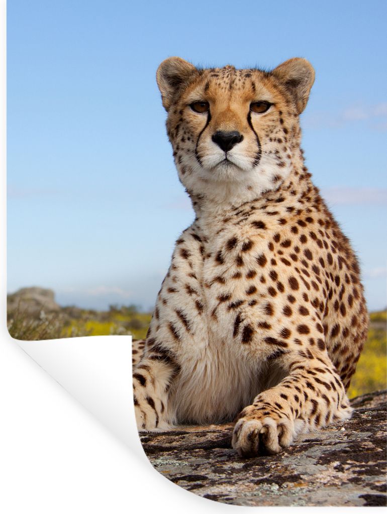 MuchoWow Wandtattoo Wandsticker Wandaufkleber Leopard - Tiere - Natur 90x120 cm Selbstklebend und Repositionierbar - Faltenfrei
